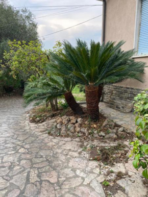 Il giardino delle Cycas